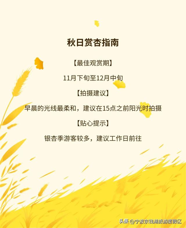 一场迟到的银杏雨，给钱湖南路染上了秋天的颜色~