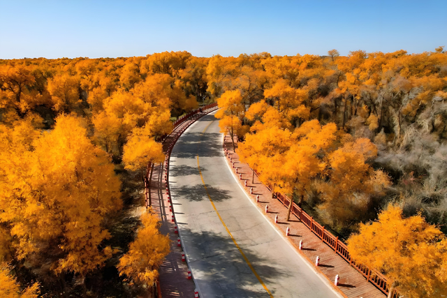 踏迹寻旅：不朽胡杨林游人玩什么？