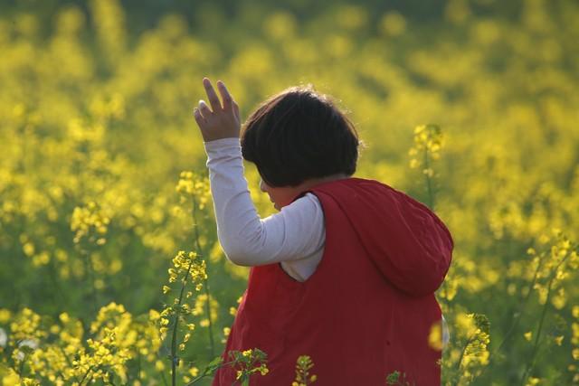 快冲！又到油菜花开的季节，这3个地方美到“封神”，快去看看！