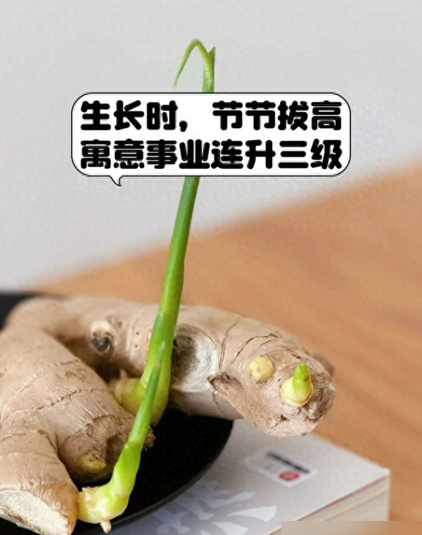 北京一姑娘“把生姜当绿植”养在客厅走红，网友：好美，好高级