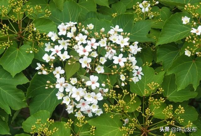 油桐飞雪倒计时！｜坪山春印象