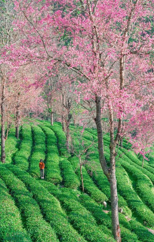 均温25℃，游客仅大理1%！云南这座小城，只有冬天才会被想起