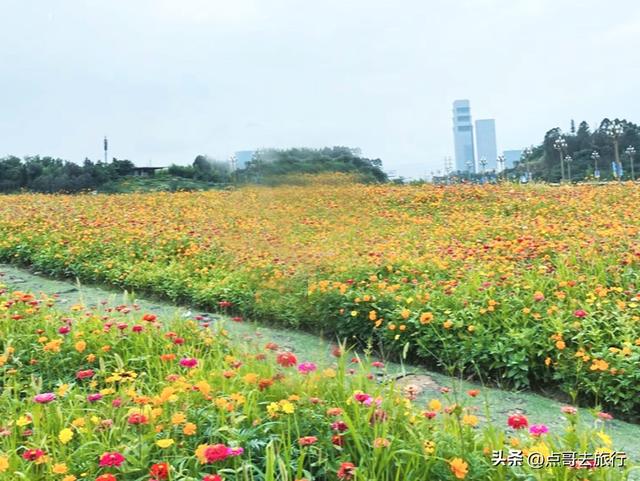 成都最近的格桑花海，6万多平米，山坡被美爆，地铁直达！