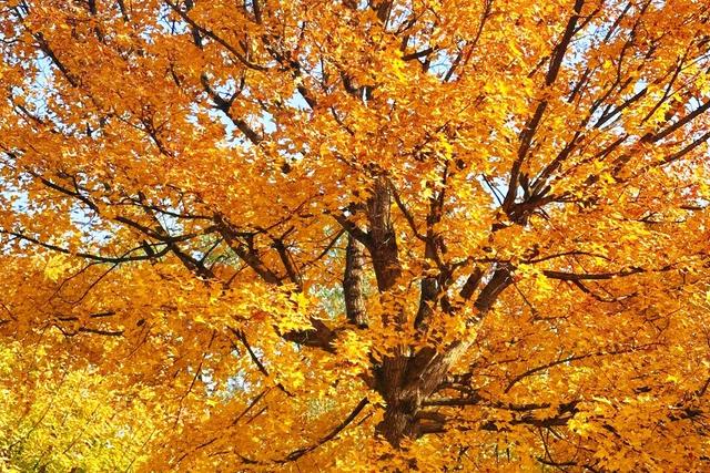 大风刮出绝美晴天！北京园博园湿地稻草人展持续营业中，蓝天湿地拍爆朋友圈