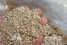 芝麻适宜什么时候播种？种植芝麻的密度多少合适？选择什么品种？图片