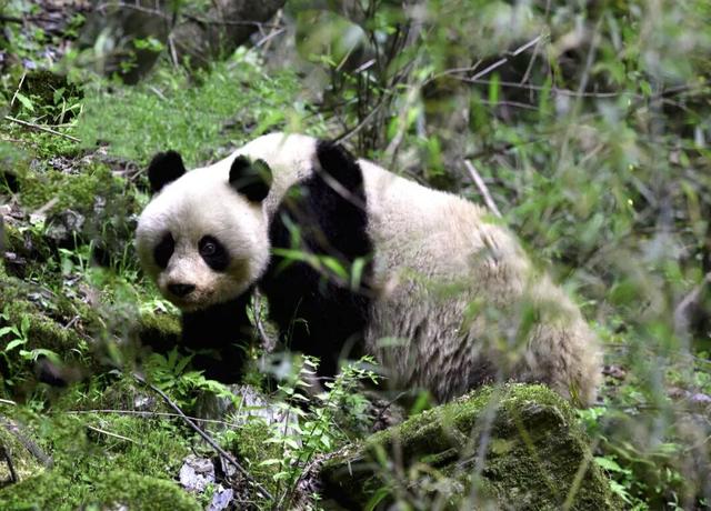广元不远 周末优选 | 又是紫荆又是奖牌的，唐家河你成功引起了我的注意！