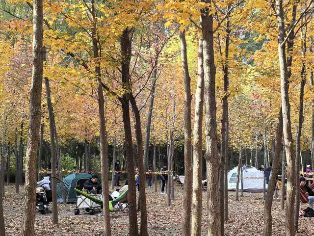 “枫”狂派对，现在进行时……