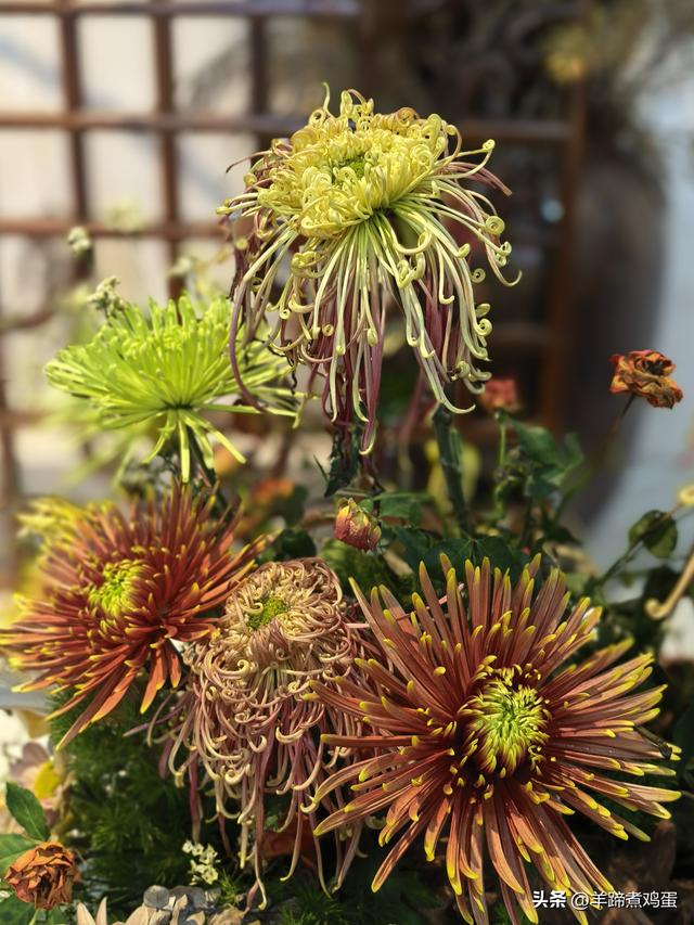 秋风独宠一园菊，晚来香艳出樊篱——北京北海公园2025年菊花展