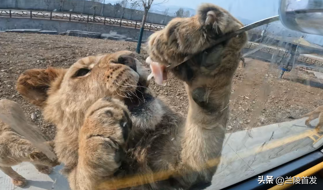 好客山东好品山东｜临沂遛娃去哪儿？初冬攻略收藏就出发～