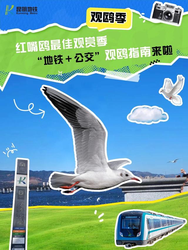 昆明进入红嘴鸥最佳观鸥季，这些观鸥点搭乘地铁就能到！！！