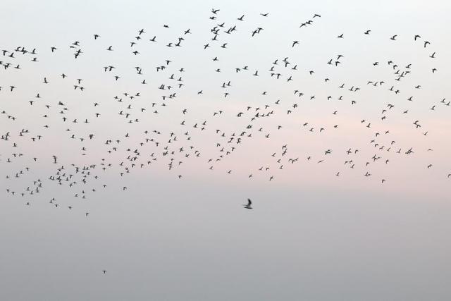 山东日照：“鸟群”版银河流动一幅生态画卷