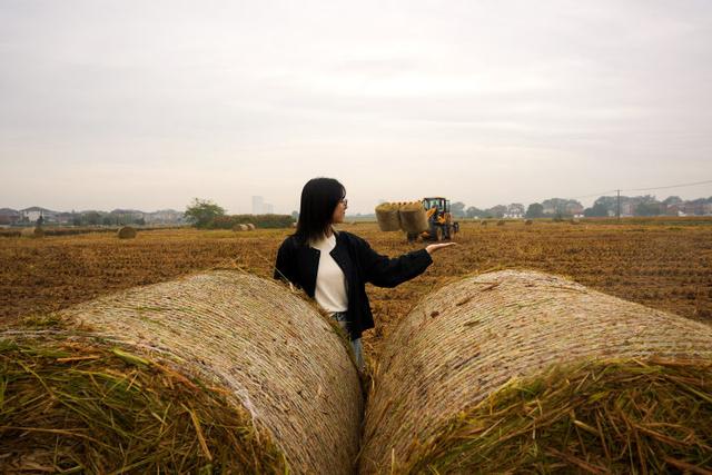 秋日的大杭州田间太“卷”了！胖乎乎的“瑞士卷”，一个一个又一个……