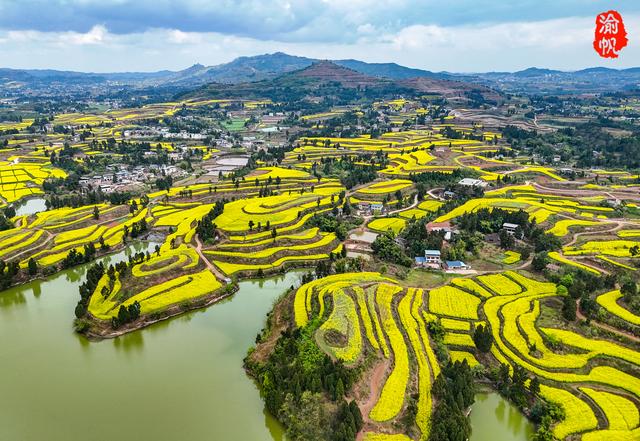 重庆，你糊涂呀！这么美的油菜花海都不宣传，感觉比云南罗平还美