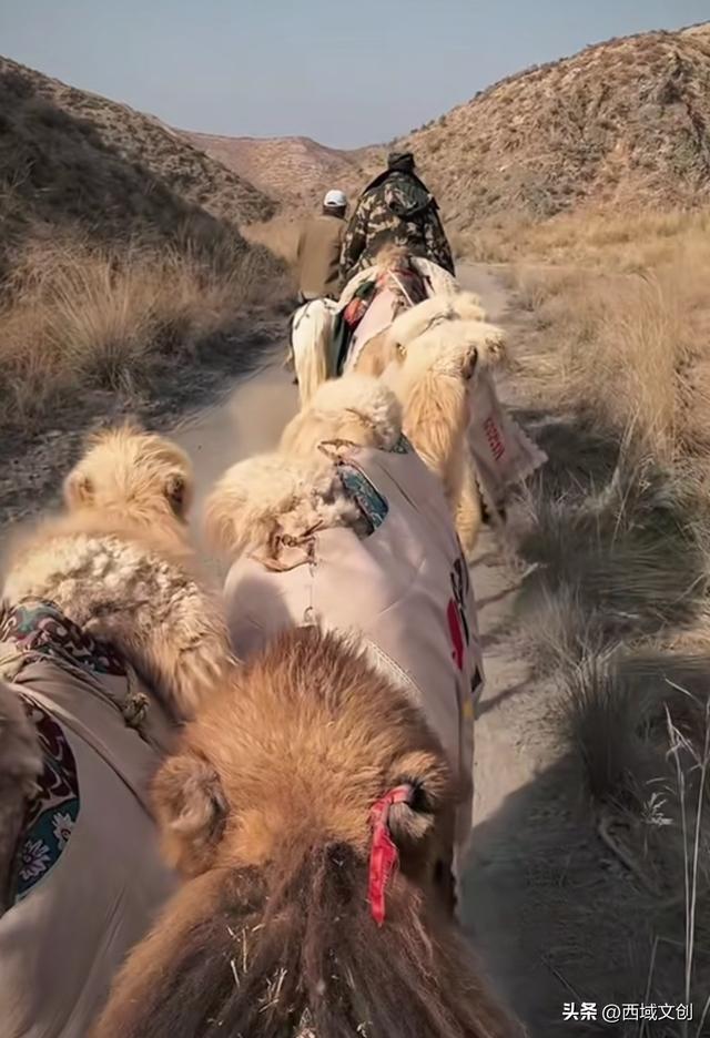 特稿｜驼铃声声传古韵 丝路古城燃篝火 张耀宇/文 焦庆祖/图