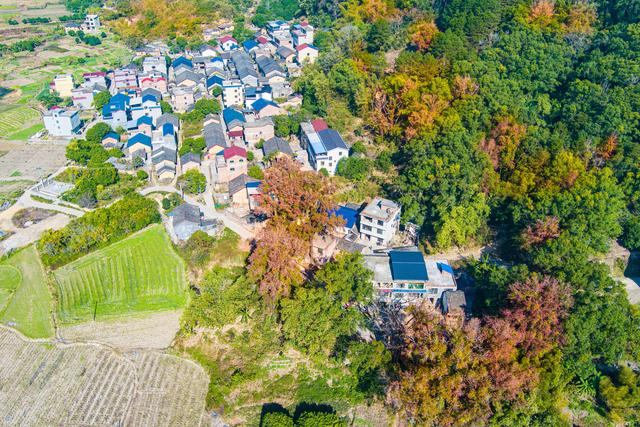 又是一年秋风起，马岭红叶正当时