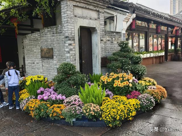 拱墅区菊花展分会场，无需预约无需门票，逛桥西历史直接赏菊花