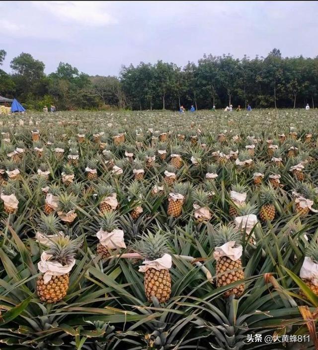认识大美广东的每个县——第24波：徐闻