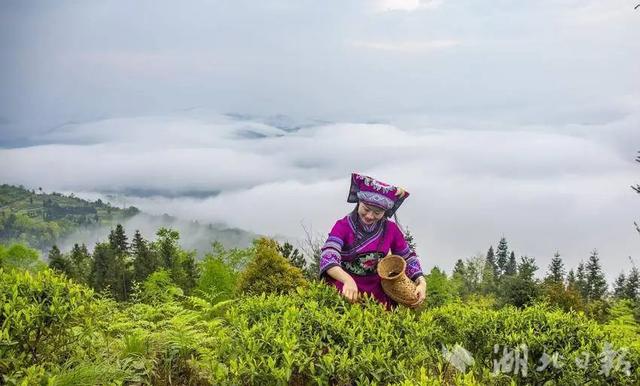 利川：龙渠古韵，茶香悠悠
