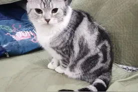 从玄学角度看待养猫图片
