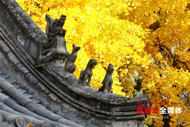 古观银杏黄 诗意满深秋