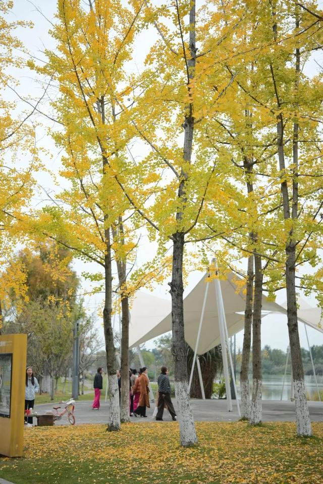 落叶缓扫，快来新津比“叶”！