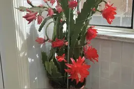 养令箭荷花，做好这“5点”，花开妖艳大如拳，年年花开爆盆！图片