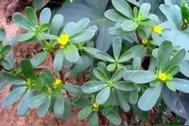 16种常见的草本植物，供大家参考图片