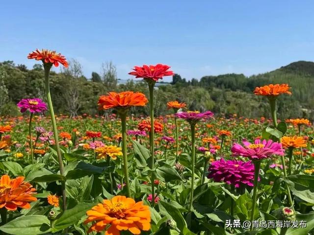 送票！西海岸这片梦幻花海开了！