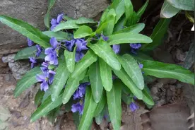 带你认识10种毒蛇都怕的植物，看你家乡有没有，看到要重视起来图片