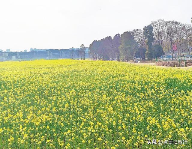 成都南三环附近最大油菜花田，天然观景台，视野非常壮观！