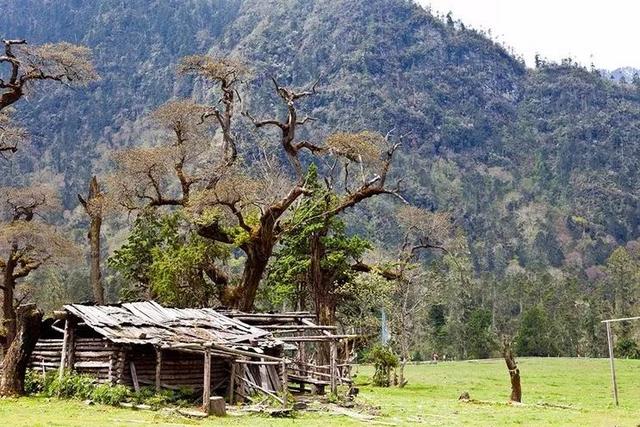 林芝凭什么是“西藏江南”？答案在这里。