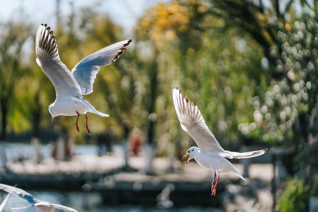 昆明冷知识大赏：不止春城，这城藏着太多惊喜！