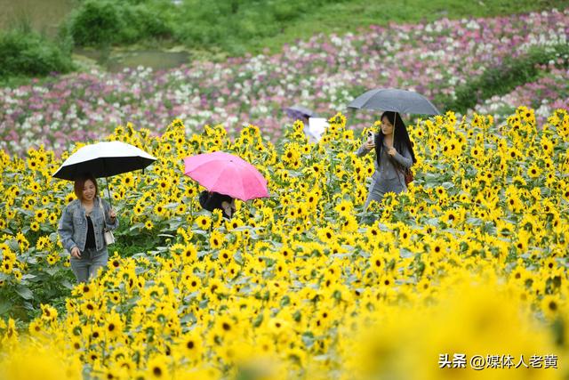 六盘水明湖百余亩花田盛开引游客赏花入画来