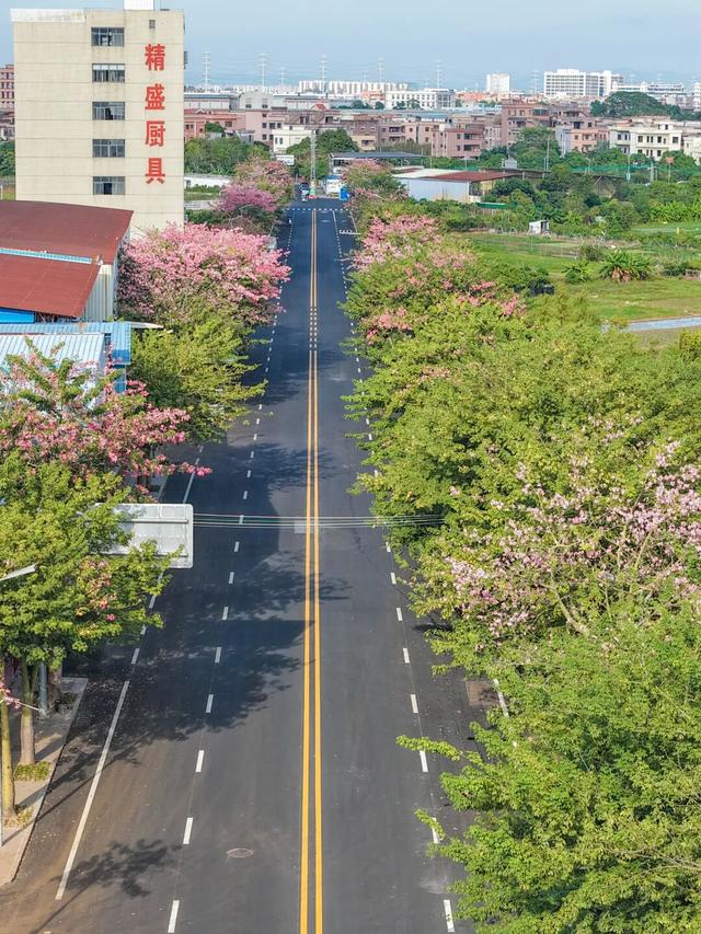 速来打卡！东莞万江这个新晋网红地：“起龙文化+生态美景”
