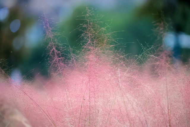 组图：深秋粉黛 邂逅城中小浪漫