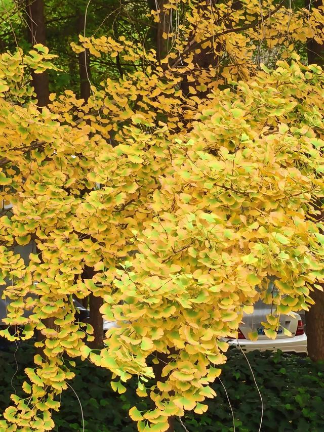 10月再见，11月你好！昆明闹市区的银杏林黄了