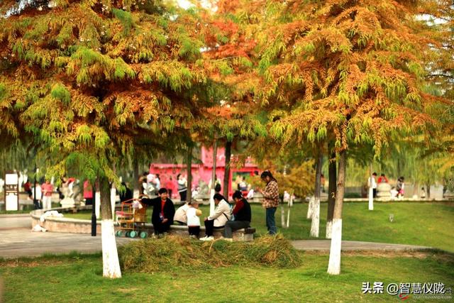 仪陇德园「初冬调色盘」已上线！限定美景正当时，快带家人朋友打卡！