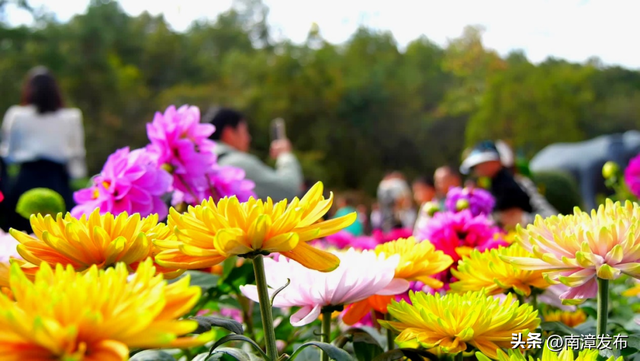 暖阳正好，赏花遛娃两不误，速来南漳这里！