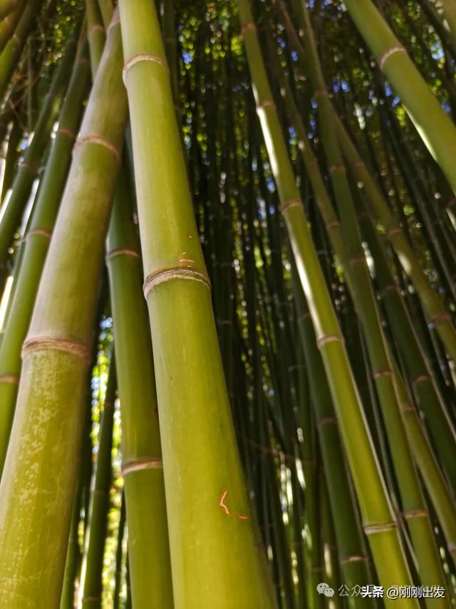 大连两片超美竹林,第二个很少有人知道