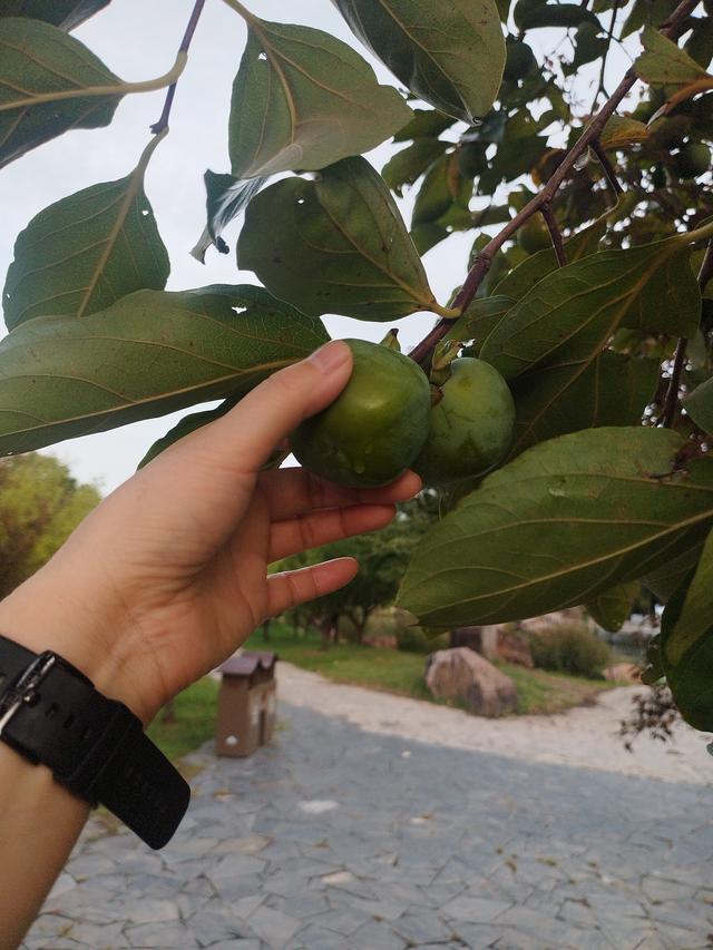 骑鹅下扬州之瘦西湖是真“瘦”，游过仅是后悔，那是真费腿啊