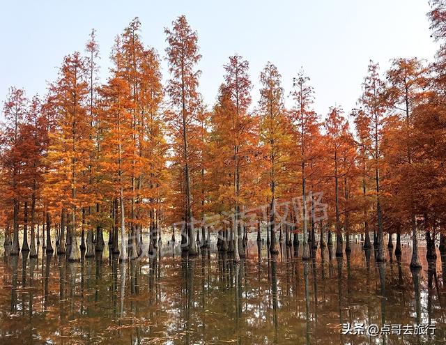 成都最美水杉红了，染红了湖面，不要门票，地铁公交直达！