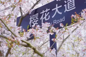苏州太湖园博园的樱花，开了！图片