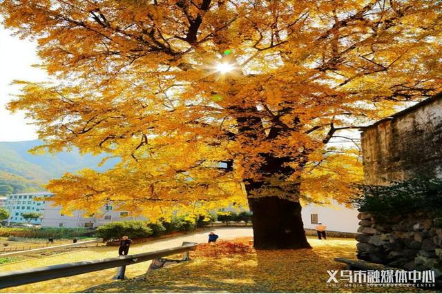 一天上万人涌入！义乌这个村，被省里看上了！