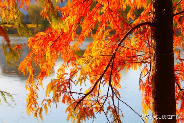 河南淮滨：落羽杉红了，美女们来啦！