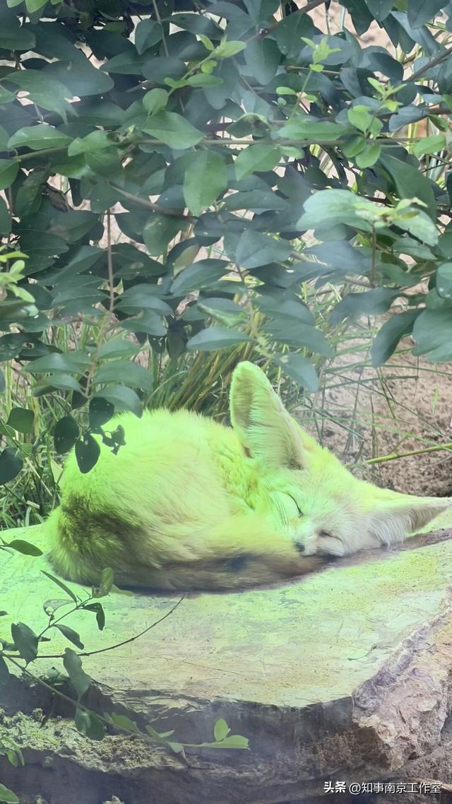 降温天逛红山动物园有多爽？