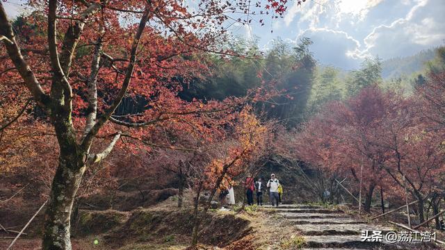 蓝山谷记：与十万株红枫的相遇