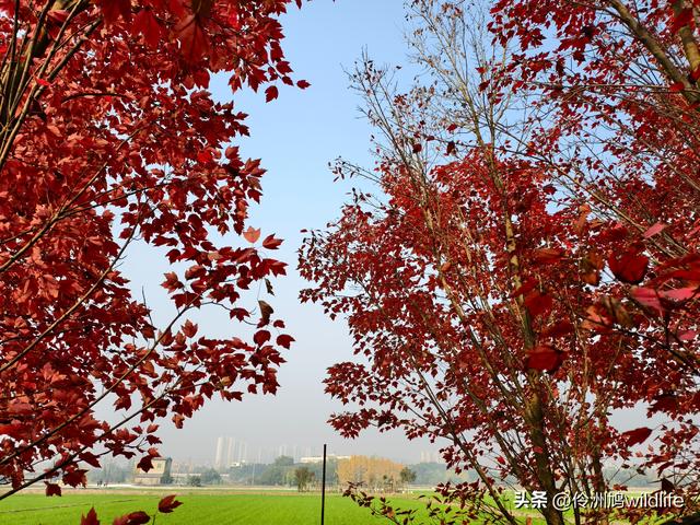 四川行(75)广汉②金雁湖公园·黑塔街·龙居寺