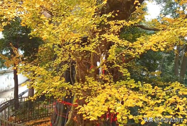 成都这5大千年银杏，超级惊艳，其中一株相传是杨贵妃种植！