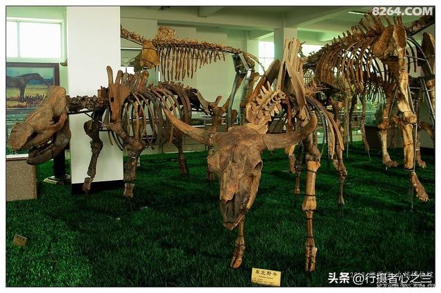 山东行游影记（27）—平邑天宇自然博物馆（二）