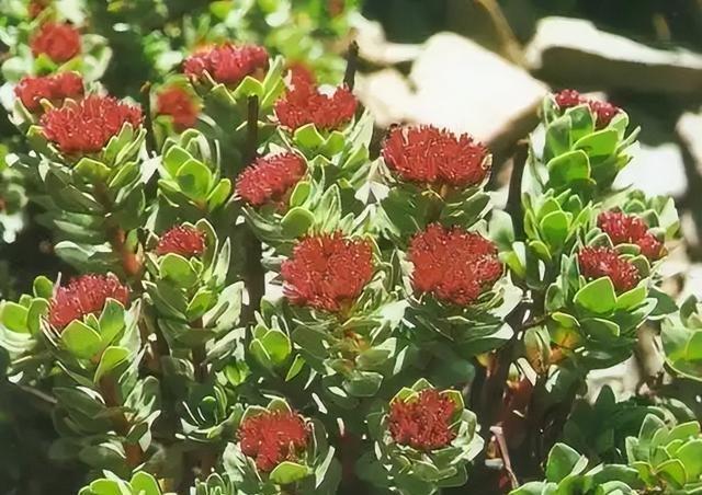 2棵以上就犯罪！2019年河北有人每天挖500斤，发现时已基本挖光